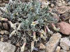 Astragalus calycosus calycosus