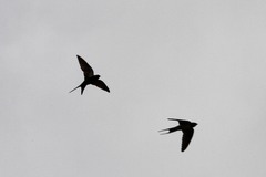 Psalidoprocne pristoptera