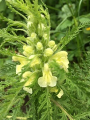 Pedicularis foliosa