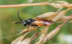 Arge cyanocrocea