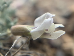 Astragalus calycosus calycosus