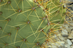 Opuntia aureispina