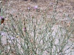 Centaurea arenaria