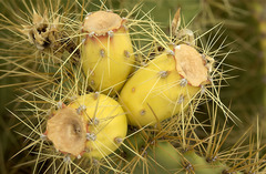 Opuntia aureispina