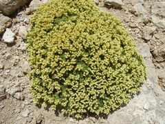 Lepidium nanum