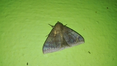 Ophisma tropicalis