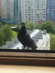Columba livia domestica
