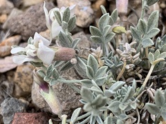 Astragalus calycosus calycosus