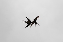 Psalidoprocne pristoptera