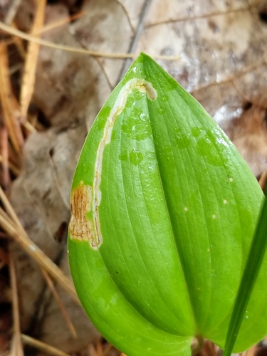 Liriomyza smilacinae