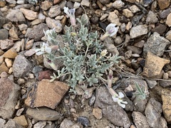 Astragalus calycosus calycosus