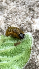 Leptinotarsa decemlineata