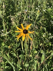 Rudbeckia hirta