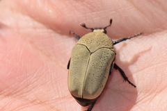 Hologymnetis cinerea