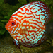 Discus Cichlids - Photo (c) Bernard DUPONT, some rights reserved (CC BY-SA)