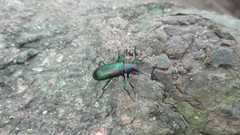 Strongylium auratum