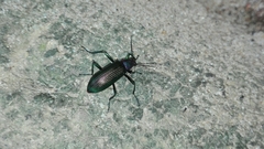 Strongylium auratum