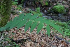 Polygonatum falcatum