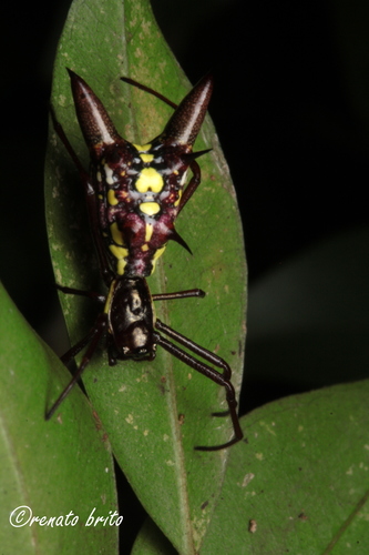 Micrathena spinosa