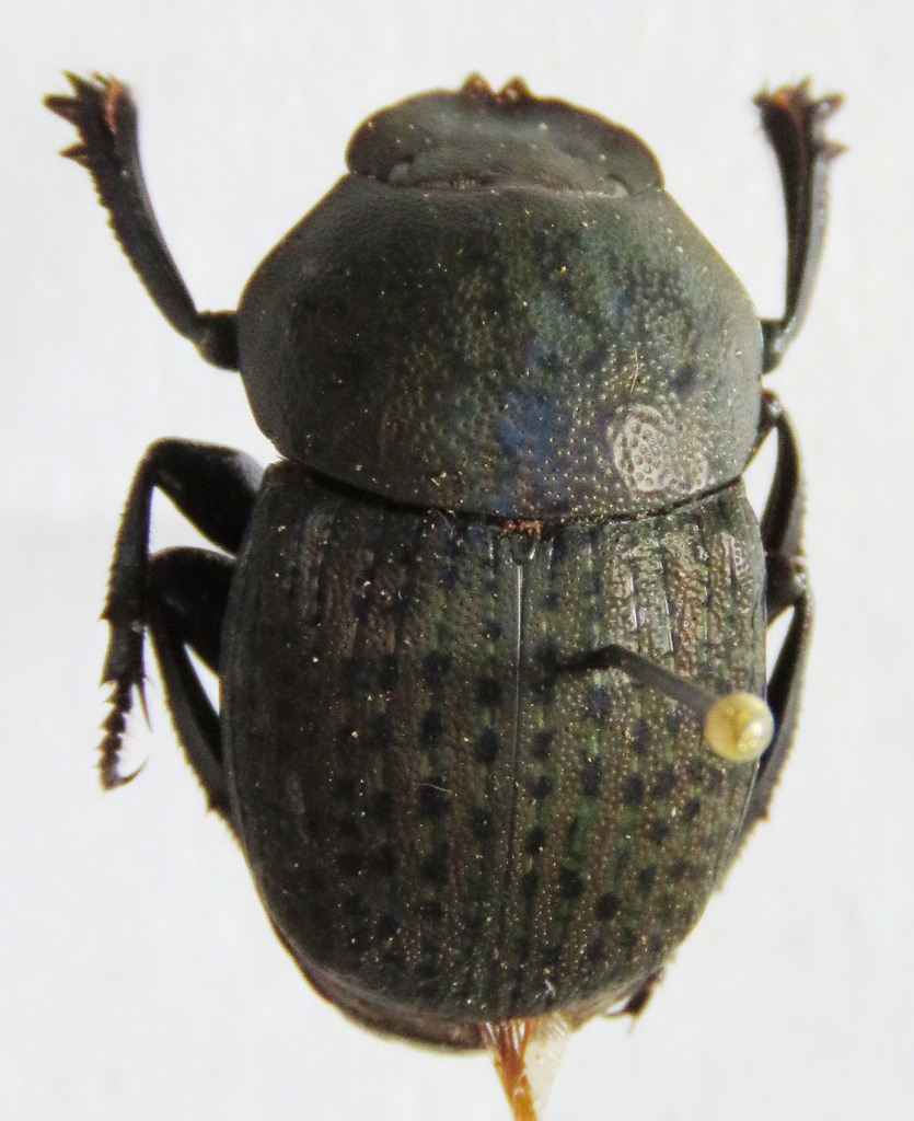 Megathoposoma candezei