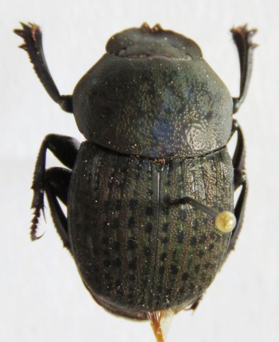 Megathoposoma candezei