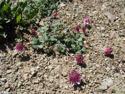 Rollins' clover (Trifolium rollinsii)
