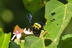 Xylocopa