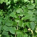 Tilia dasystyla caucasica - Photo (c) ramazan_murtazaliev, some rights reserved (CC BY-NC), uploaded by ramazan_murtazaliev