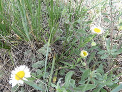 Erigeron caespitosus