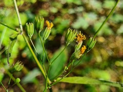 Lapsana communis intermedia