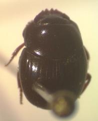Pseudocanthon perplexus