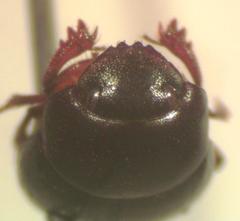 Pseudocanthon perplexus