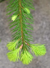 Pinaceae