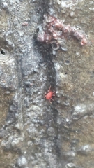 Balaustium