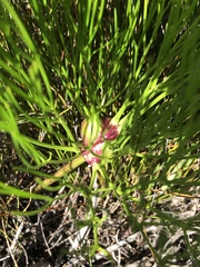Nanobubon strictum