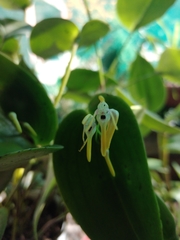 Pleurothallis dunstervillei
