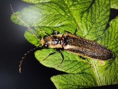Denticollis denticornis