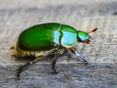Anticheira fulgida