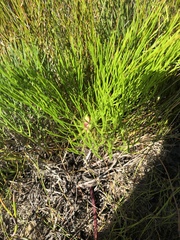 Nanobubon strictum