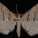 Digrammia setonana - Photo (c) 
Jeremy deWaard, University of British Columbia, some rights reserved (CC BY)