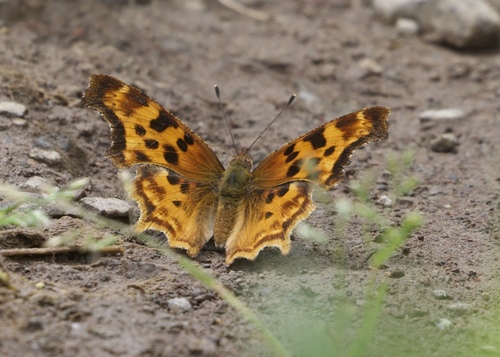 Satyr Comma photo 6