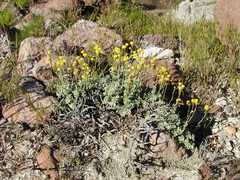 Artemisia nuttallii