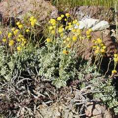 Artemisia nuttallii