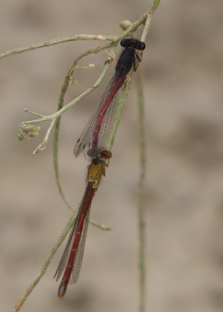 Western Red Damsel