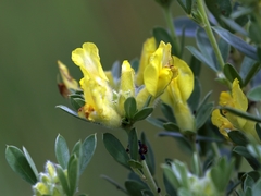 Chamaecytisus austriacus