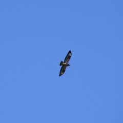 Buteo buteo