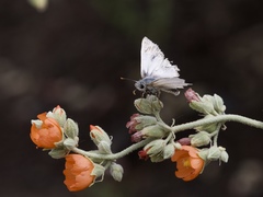 Heliopetes ericetorum