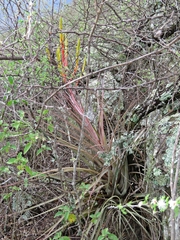 Tillandsia inopinata