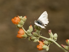 Heliopetes ericetorum