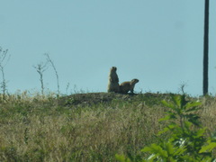 Cynomys ludovicianus